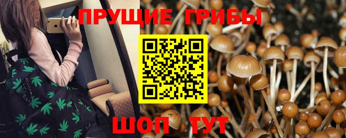 Псилоцибиновые грибы прущие грибы Кандалакша